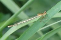 Platycnemis pennipes