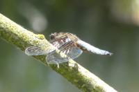 Libellula depressa