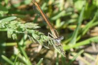 Platycnemis acutipennis