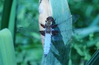 Libellula depressa
