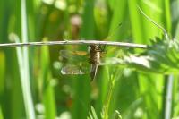 Libellula quadrimaculata