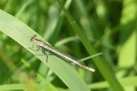 Platycnemis pennipes