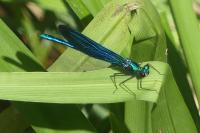 Calopteryx virgo