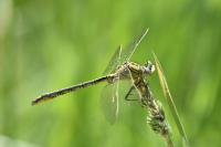 Gomphus pulchellus