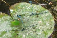 Coenagrion puella