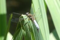 Orthetrum cancellatum