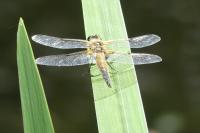 Libellula quadrimaculata