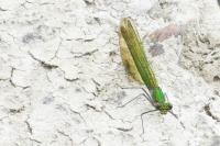 Calopteryx splendens
