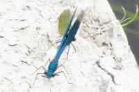 Calopteryx splendens