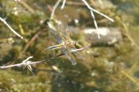 Libellula quadrimaculata