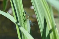 Coenagrion puella