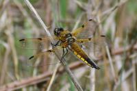 Libellula quadrimaculata