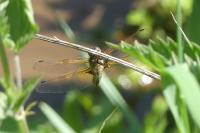 Libellula quadrimaculata