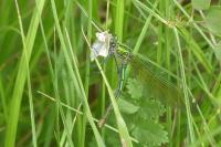 Calopteryx splendens
