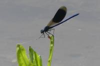 Calopteryx splendens