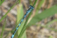 Coenagrion mercuriale