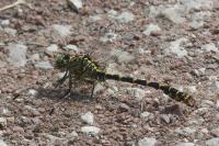 Onychogomphus forcipatus