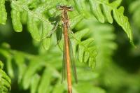 Platycnemis acutipennis