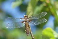 Libellula depressa