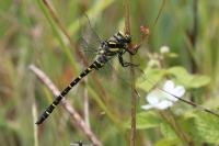Cordulegaster boltonii