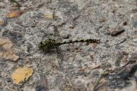 Onychogomphus forcipatus