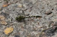 Onychogomphus forcipatus