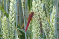 Crocothemis erythraea