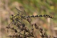 Onychogomphus forcipatus