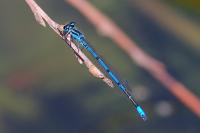 Coenagrion puella