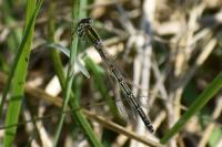 Ischnura elegans