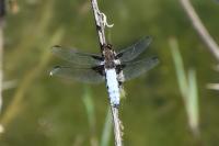 Libellula depressa