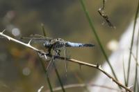 Orthetrum cancellatum
