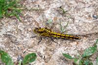 Orthetrum cancellatum
