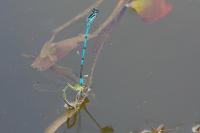 Coenagrion puella