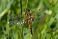 Libellula quadrimaculata