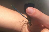 Calopteryx splendens