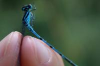 Coenagrion puella