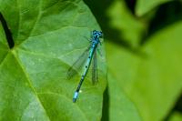 Coenagrion puella
