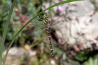 Cordulegaster boltonii