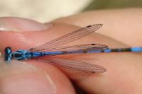 Coenagrion puella