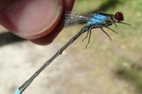 Erythromma najas