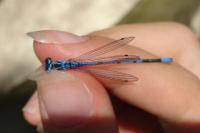 Coenagrion puella