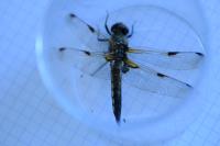 Libellula quadrimaculata