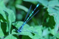 Coenagrion puella