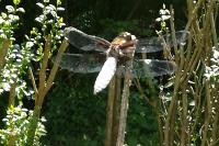 Libellula depressa