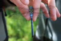 Anax imperator
