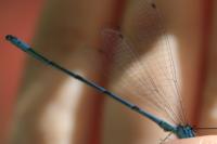 Coenagrion puella