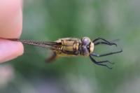 Orthetrum cancellatum