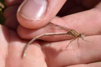Platycnemis pennipes