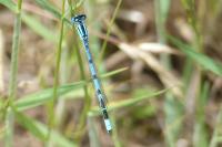 Enallagma cyathigerum